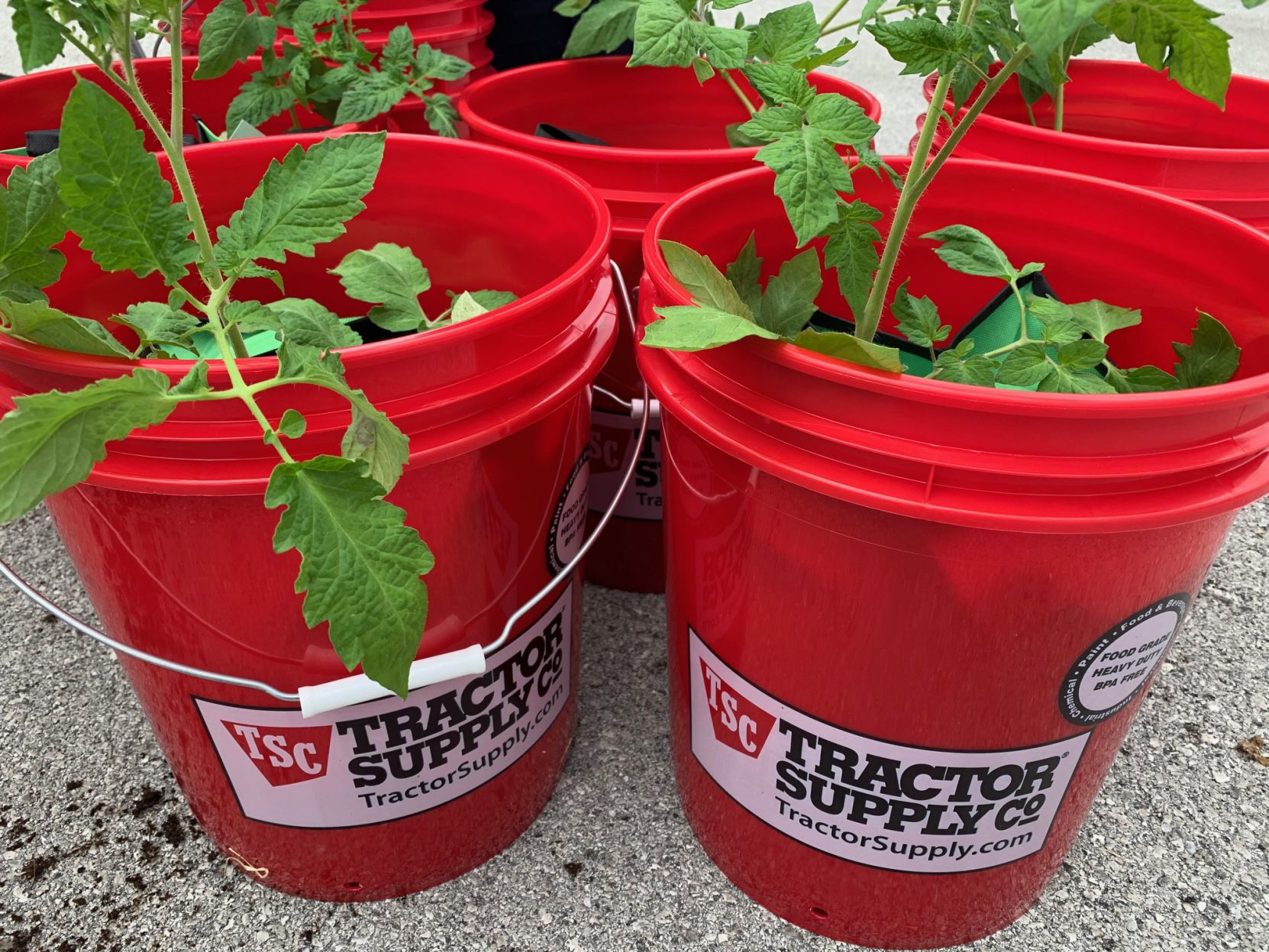 Extension office hands out garden kits to community